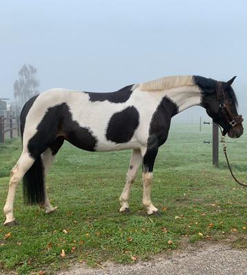 Ontzettend leuke allround recreatie pony beschikbaar voor biedingen