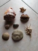 Coquillages, fungite, Enlèvement, Coquillage(s)