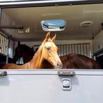 Qaside x Havidoff palomino hengsten veulen, Dieren en Toebehoren, Paarden, Gechipt, Dressuurpaard, 0 tot 2 jaar, Hengst
