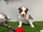 Nestje Border Collie pups, Dieren en Toebehoren, Honden | Herdershonden en Veedrijvers, België, CDV (hondenziekte), 8 tot 15 weken