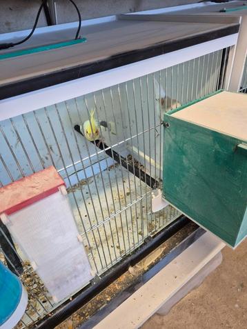 Jong kweekkoppel valkparkieten, Plusieurs animaux, Perruche