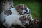 Jack Russell pups, Dieren en Toebehoren, Honden | Jack Russells en Terriërs, België, Jack Russell Terriër, CDV (hondenziekte)