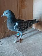 Te koop: duiven met goede stamkaart, Geslacht onbekend, Postduif