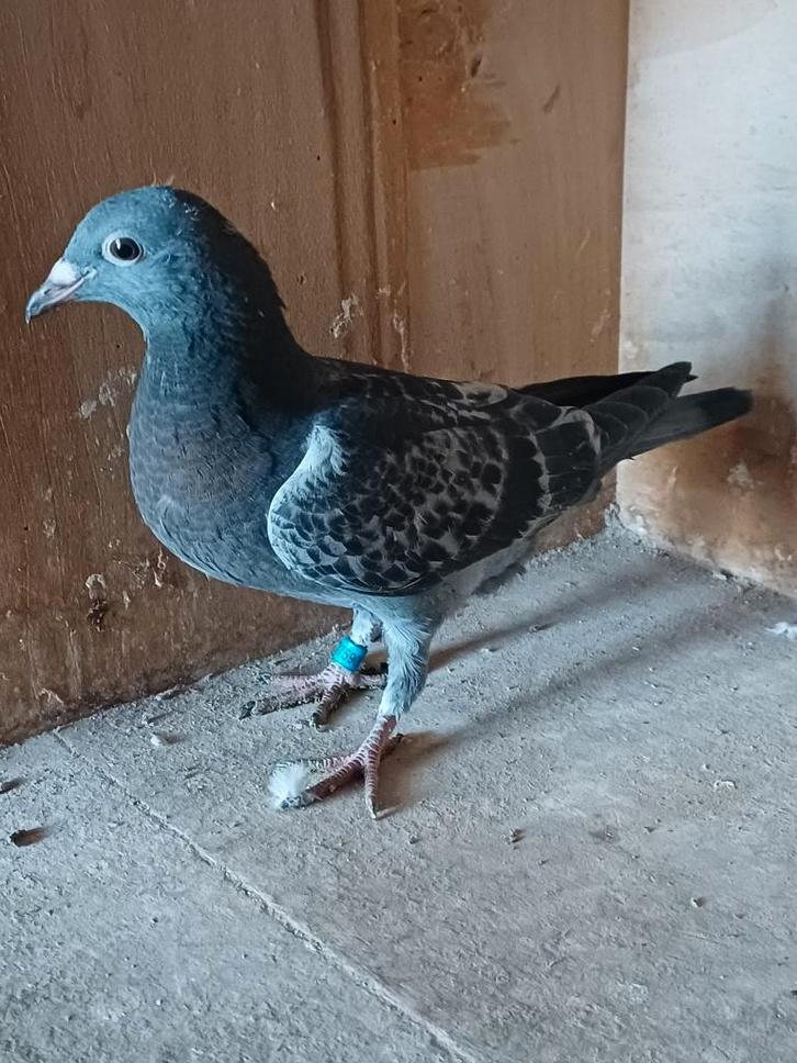 Te koop: duiven met goede stamkaart, Dieren en Toebehoren, Vogels | Duiven, Postduif, Geslacht onbekend