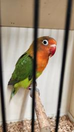 Dwergpapegaai agapornis fischerie man, Dieren en Toebehoren, Vogels | Parkieten en Papegaaien