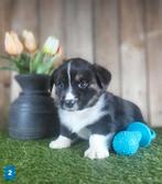 Welsh Corgi Cardigan pups, Dieren en Toebehoren, Parvo, België, Overige rassen, 8 tot 15 weken
