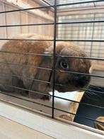 Konijn met stamboom ter adoptie, Dieren en Toebehoren, Knaagdieren, Juni, Mannelijk, Overige typen