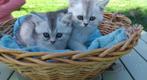 Britse korthaar, Dieren en Toebehoren, Poes, Gechipt, 0 tot 2 jaar
