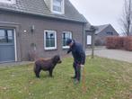 Apart klein hengstje, Hengst, A pony (tot 1.17m), Gechipt, 0 tot 2 jaar