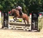 Cuir de poney, Jument, B, Avec pedigree, 11 ans ou plus