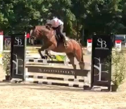 Cuir de poney, Animaux & Accessoires, Poneys, Jument, B, 11 ans ou plus, Avec pedigree, Avec puce électronique