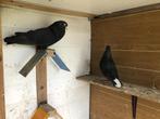 duiven, Dieren en Toebehoren, Meerdere dieren, Tuimelaar of Roller