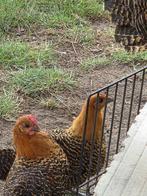 Goudbrakel - koppel, Dieren en Toebehoren, Meerdere dieren, Kip