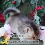 Brits langhaar Golden / British Longhair Golden, Meerdere dieren, Gechipt, 0 tot 2 jaar