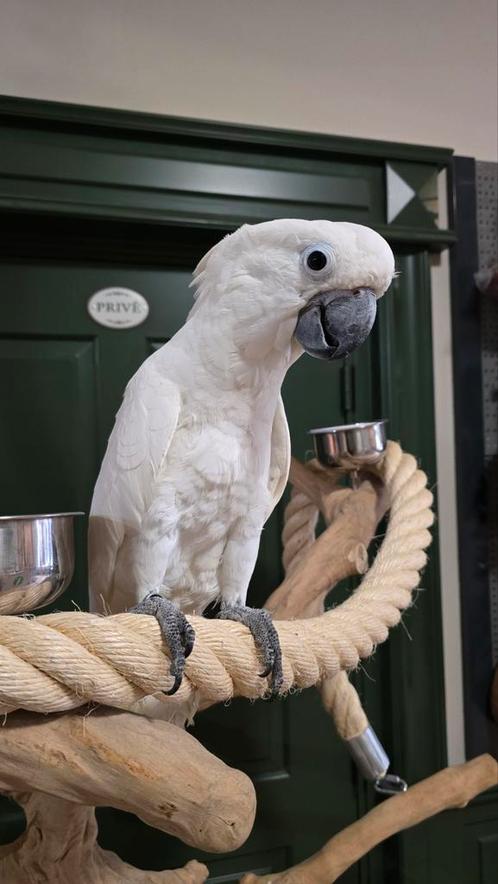 GEZOCHT KAKETOES, Dieren en Toebehoren, Vogels | Parkieten en Papegaaien