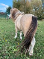 Valk bont mini paardje 79cm zoekt fijne plek, Dieren en Toebehoren