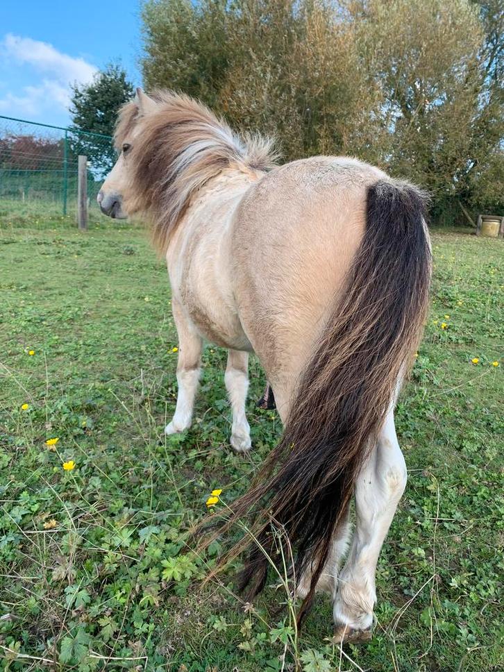Valk bont mini paardje 79cm zoekt fijne plek, Dieren en Toebehoren, Pony's