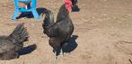2 hanen Herve hoen zwart, Mannelijk, Kip