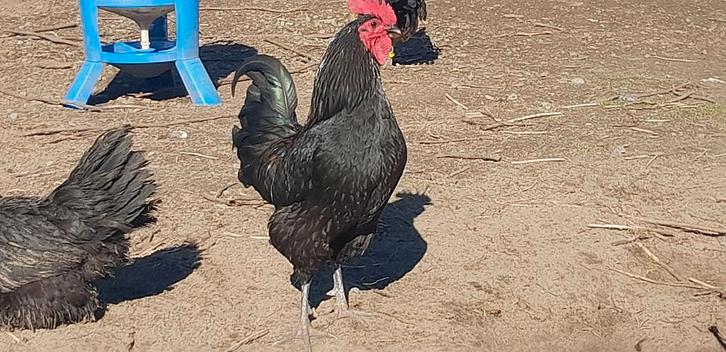 2 hanen Herve hoen zwart, Dieren en Toebehoren, Pluimvee, Kip, Mannelijk