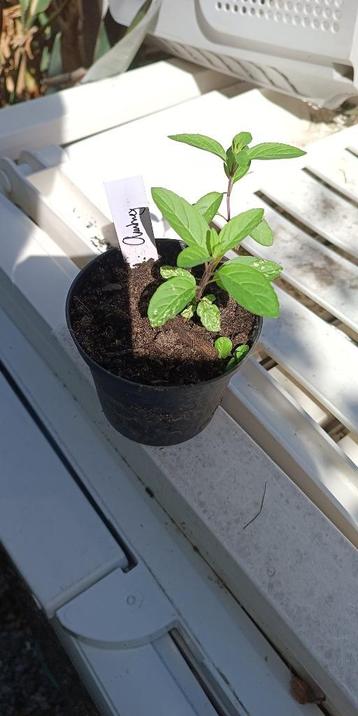 Chutney munt beschikbaar voor biedingen