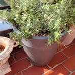 Corsicaanse kruipende rozemarijn in een pot, Tuin en Terras, Planten | Tuinplanten, Ophalen