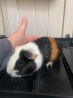 Supermooie lieve tricolor zeug 8 weken, Dieren en Toebehoren, Knaagdieren, Cavia, Augustus, Vrouwelijk, Tam