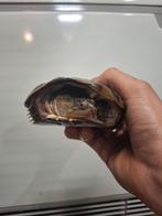 Kweekdieren afrikaanse moerasschildpad, Dieren en Toebehoren