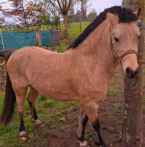 Mini paardje, Animaux & Accessoires, Chevaux & Poneys | Étalons & Juments poulinières, Étalon