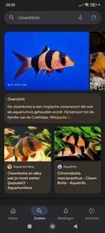 Zo vissen gezocht clownbotia, Dieren en Toebehoren