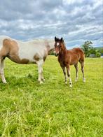 Zeer mooie quarter merrie (apha), Gechipt, 0 tot 2 jaar, Onbeleerd, Westernpony