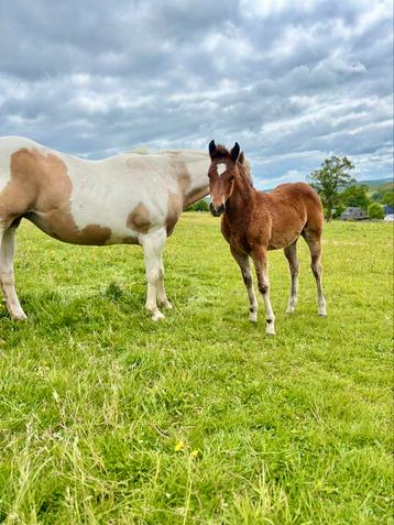Très belle jument quarter, Poney western, Vermifugé, 0 à 2 ans, Jument