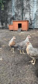 3 cream legbar Hennen, Dieren en Toebehoren, Pluimvee