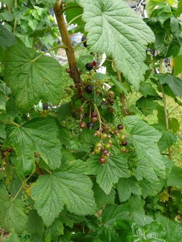 Cassis beschikbaar voor biedingen