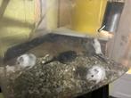 5 jonge gerbils pups, Dieren en Toebehoren, December, Meerdere dieren, Overige typen, Tam