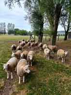 Schapen, Dieren en Toebehoren, Overige Dieren, Maart, Meerdere dieren