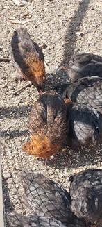 10 marans haantjes gratis