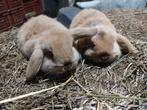 Dwerghangoor konijntjes, mannetjes, Dieren en Toebehoren, Konijnen, Mannelijk, Hangoor, 0 tot 2 jaar