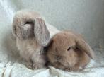 2 Fantastisch mooie lieve handtamme Minilop konijntjes, Meerdere dieren, Klein, Hangoor, 0 tot 2 jaar