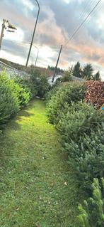 Sapin de noel nordmann, Enlèvement