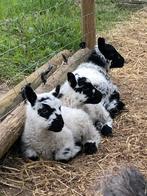 Kruising Kerry Hill x herdwick lammeren 2024, Mouton, Plusieurs animaux, 0 à 2 ans
