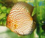 Discus