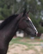 Chique zwarte fokmerrie dressuur, Dieren en Toebehoren, Merrie