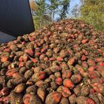 Voederbieten te koop, Dieren en Toebehoren, Dierenvoeding, Ophalen, Vee