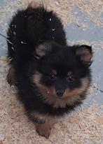 Keeshond, Dieren en Toebehoren, België, Keeshond, CDV (hondenziekte), 8 tot 15 weken