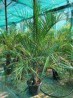 Butia capitata, stam 35/45, totaal 125/150 hoog., Ophalen of Verzenden