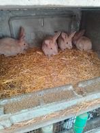 Verschillende jongen konijnen, Dieren en Toebehoren, Konijnen