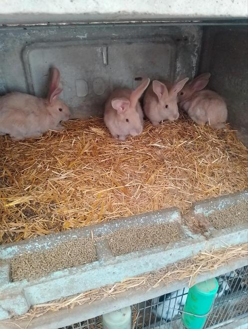 Verschillende jongen konijnen, Dieren en Toebehoren, Konijnen