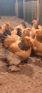 Broedeieren Brahma buff zwart en blauw 95% bevrucht