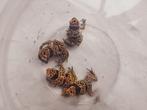 Gifkikkers kikkers dendrobaten leucomelas, 0 tot 2 jaar, Amfibie