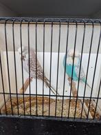 Koppel Engelse grasparkieten, Dieren en Toebehoren, Vogels | Parkieten en Papegaaien, Meerdere dieren, Parkiet, Geringd